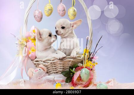 Zwei süße Chihuahua Welpen in einem Korb. Stockfoto