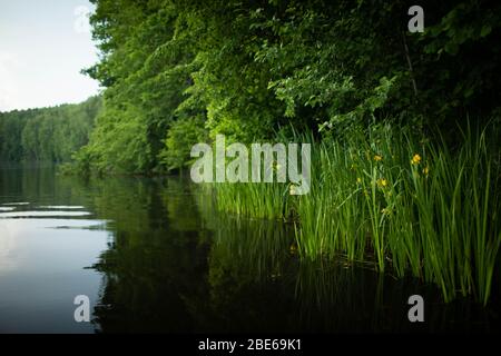 Ein kleiner Teich im Sommer in Russland rund um das grüne Gras. Stockfoto