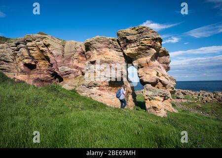 Eine Touristenin nähert sich den Caiplie Caves, oder Coves, Felsformationen entlang der Nordsee auf dem Fife Coastal Path, Crail, Schottland, Europa Stockfoto