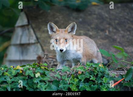 Red Fox, Vulpes vulpes, junger Fuchs auf einer Gartenmauer, London, Großbritannien Stockfoto