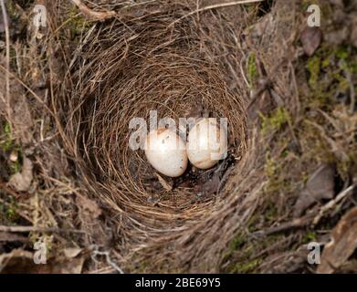 Europäischer Robin, Erithacus rubecula, Nest mit zwei verlassenen Eiern, London, Vereinigtes Königreich