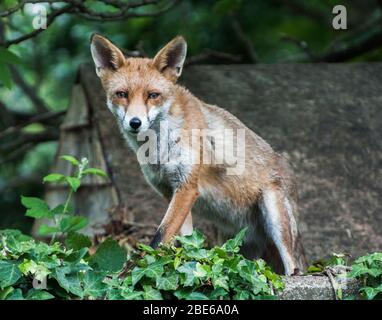 Erwachsener Red Fox, Vulpes vulpes, auf Shed Dach in Vorstadtgarten, London, Großbritannien Stockfoto