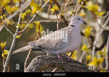 Eurasische Halsstaube, Streptopelia decaocto, im Frühjahr in Pappelbaum thront, London, Vereinigtes Königreich Stockfoto