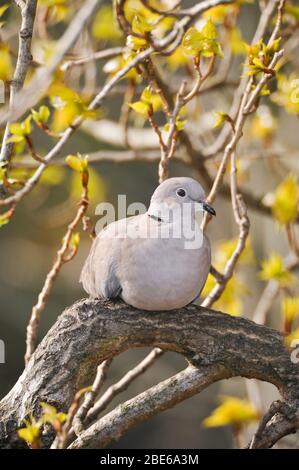 Eurasische Halsstaube, Streptopelia decaocto, im Frühjahr in Pappelbaum brüllend, London, Vereinigtes Königreich Stockfoto