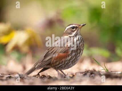 Erwachsene Rotflügel, Turdus iliacus, Futtersuche auf dem Boden, Queen's Park, , London, Großbritannien Stockfoto