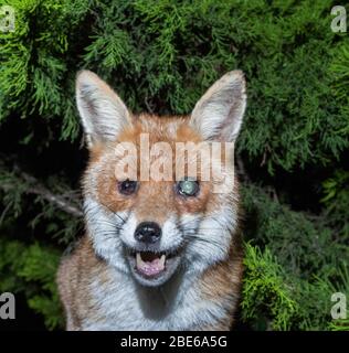 Erwachsene, Rüde Red Fox, Vulpes vulpes, zeigt beidseitige Katarakte, London, Vereinigtes Königreich Stockfoto