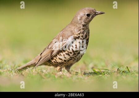 Mistle Thrush, Turdus viscivorus, auf dem Rasen nach Würmern hören, London, Großbritannien Stockfoto