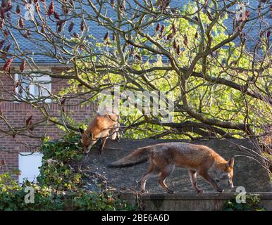 Zwei Erwachsene Red Foxes, Vulpes vulpes, auf dem Dach des Gartenschuppens, London, Großbritannien Stockfoto