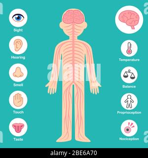 Infografik des Nervensystems. Gehirn und Nerven auf Körpersilhouette, Sinne und Wahrnehmungssymbole. Illustration für medizinische und gesundheitliche Vektorgrafiken. Stock Vektor