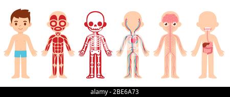 Mein Körper, pädagogische Anatomie Körper Organigramm für Kinder. Cute Cartoon kleinen Jungen und seine körperlichen Systeme: Muskulös, Skelett, Kreislauf, nervös und d Stock Vektor