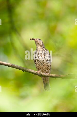 Mistle Thrush, Turdus viscivorus, mit Wurm im Schnabel für Küken im Nest, Regent's Park, London, Vereinigtes Königreich Stockfoto