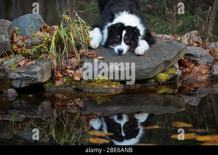 Grenzen Sie Collie durch das Wasser. Schöne Porträts. Stockfoto