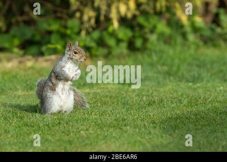 Grauhörnchen, (Wissenschaftlicher Name: Sciurus carolinensis) EIN stillendes weibliches graues Eichhörnchen, das im städtischen Garten wachsam steht und nach Nahrung auf Nahrungssuche geht, nach rechts Stockfoto