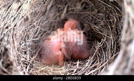 Zwei neugeborene Vögel (Amsel oder American Robin) in einem Nest. Babys sind immer noch blind und haben keine Federn. Sie sind nur wenige Stunden alt Stockfoto