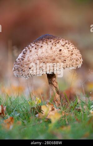 Sonnenschirmpilz, Lepiota procera, im Herbst, Richmond Park, Großbritannien, Britische Inseln Stockfoto