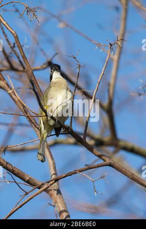 Leicht belüfteter Bulbul Pycnonotus sinensis sinensis, Erwachsene, in Baum thront, Mai Po Sümpfe, Hongkong, Januar Stockfoto