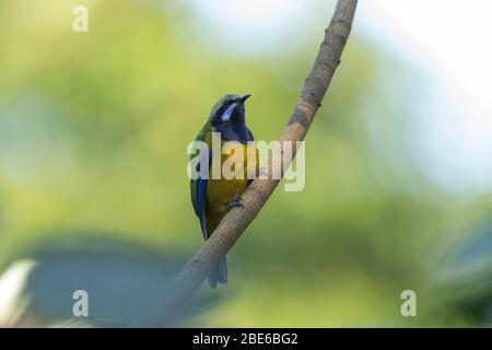 Orangenbauchvogel Chloropsis hardwickii, erwachsenes Männchen, auf Ast thronend, Tai Po Kau, Hongkong, Januar Stockfoto