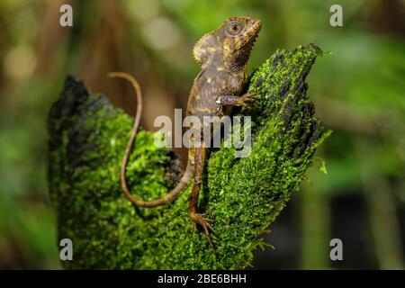 Weibliche Glatt-Helmeted-Iguana (Corytophanes cristatus) auf einem Stumpf sitzend, Costa Rica Stockfoto