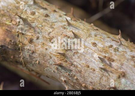 Schneiden Sie stachelige Stängel von Aralia / Devil's Walking Stick. Entweder Aralia spinosa oder Aralia elata. Abstrakte Stacheln in der Natur, scharfe Dornen, Pflanzenabwehrkräfte. Stockfoto