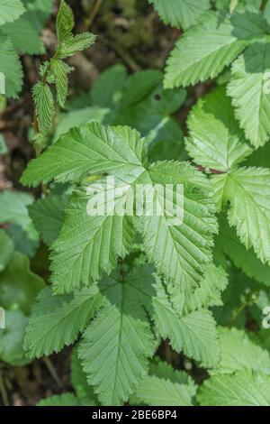 Frühlingsblätter / Blätter von Wiesensüße / Filipendula ulmaria, die analgetische Eigenschaften hat (enthält Aspirin-Typ Verbindungen) und mag feuchten Boden. Stockfoto