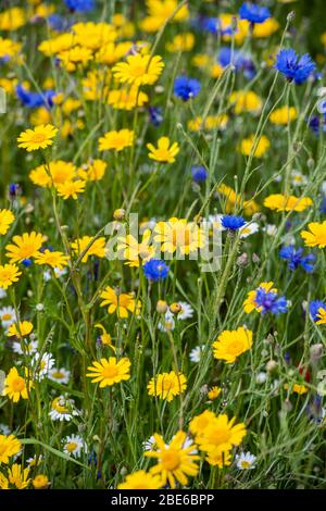 Detail eines Feldes von wilden Blumen in England, Großbritannien Stockfoto