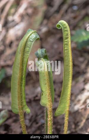 Gewellte Blätter von Hart's Tongue Fern / Asplenium Scolopendrium - in der Kräutermedizin für Leberbeschwerden verwendet. Sorus / Sori sichtbar auf der Unterseite Stockfoto