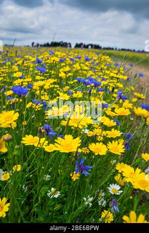 Bereich der wilden Blumen in England, Großbritannien Stockfoto