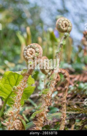 Im Frühling schießt in der Heckenbank ein lockiger neuer Farn-Geißel. Farnarten nicht identifiziert. Könnte Bracken oder Dryopteris sein (Cornwall loc.) Stockfoto
