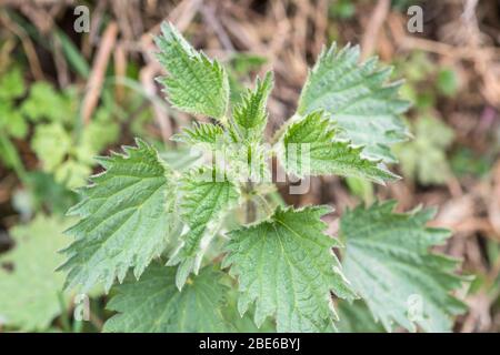 Ungewöhnliches Exemplar einer dreiblättrigen Brennnessel / Urtica dioica Pflanze in einer Hecke. Seltener Hybrid, aber gelegentlich gefunden. Pflanzenvariation und -Mutation Stockfoto