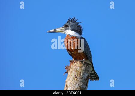 Ringelkingfischer (Megaceryle torquata) auf einem Holzpfosten, Costa Rica Stockfoto