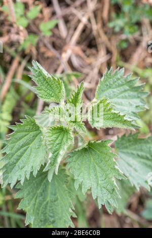 Ungewöhnliches Exemplar einer dreiblättrigen Brennnessel / Urtica dioica Pflanze in einer Hecke. Seltener Hybrid, aber gelegentlich gefunden. Pflanzenvariation und -Mutation Stockfoto