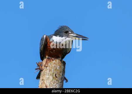 Ringelkingfischer (Megaceryle torquata) auf einem Holzpfosten, Costa Rica Stockfoto