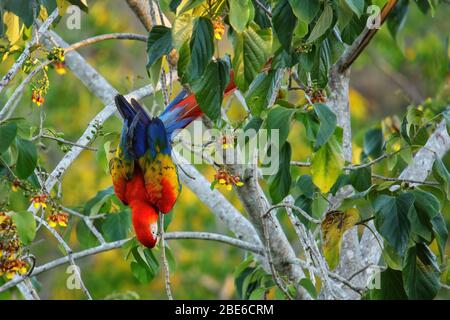 Scharlachrote Makacke (Ara macao), die Früchte in einem Baum essen, Costa Rica Stockfoto