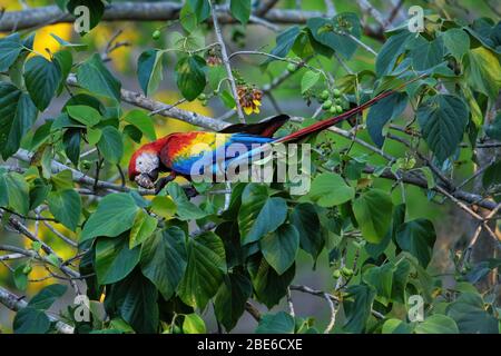 Scharlachrote Makacke (Ara macao), die Früchte in einem Baum essen, Costa Rica Stockfoto