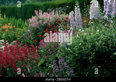 Abschnitt einer mehrjährigen Sommergrenze mit Delphinien, winterharten Geranien, Penstemon und Malteserkreuz Stockfoto