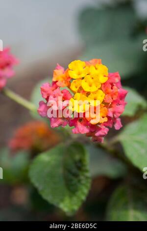 Gelbe und orangefarbene Blüten von Common lantana, Lantana camara. Stockfoto