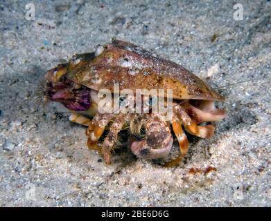 Anemone-Einsiedlerkrabbe (Dardanus pedunculatus) Stockfoto