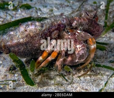 A Einsiedlerkrabbe (Dardanus sp.) Stockfoto