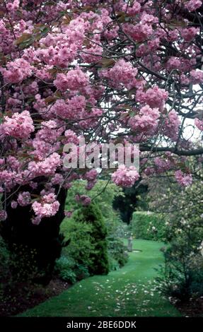 Blick auf einen Grasweg zwischen Sträuchern mit Nahaufnahme von rosa Kirschblüten. Stockfoto