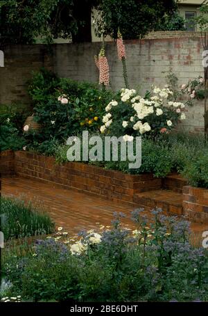 Weiße Rosen und hellrosa Füchshandschuhe in Hochbett in ummauerten Innenhof mit Backsteinpflaster Stockfoto