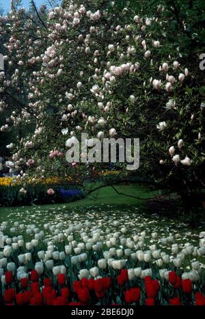 WEISSE UND ROTE TULPEN UNTER EINER MAGNOLIE MASSIERT. Stockfoto