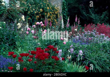 Rote Pfingstrosen und blassrosa orientalischer Mohn in großer krautiger Bordüre mit blauen Iris Stockfoto