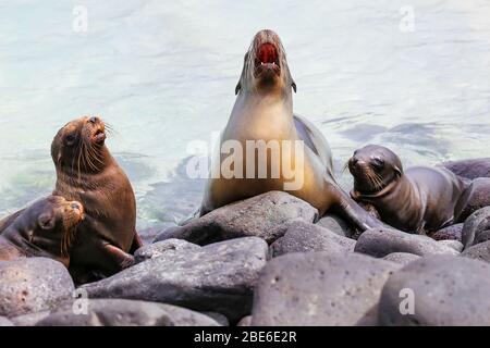 Galapagos Seelöwen liegen auf Felsen an Suarez, Espanola Island, Galapagos, Ecuador. Diese seelöwen ausschließlich Rasse in den Galapa Stockfoto