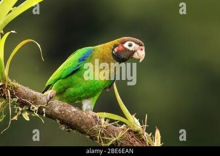 Braunkohrige Papagei (Pyrilia haematotis) auf einem Baumzweig sitzend Stockfoto