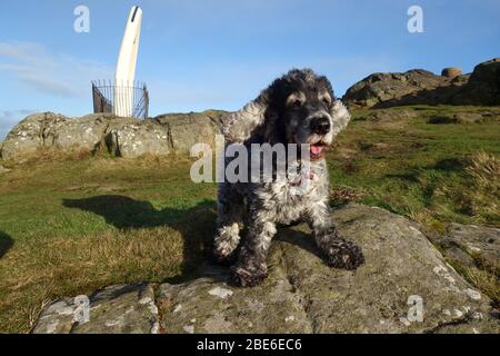 Cocker Spaniel an der Spitze von Berwick Law, North Berwick, East Lothian Stockfoto