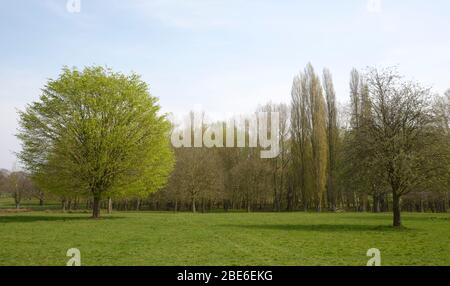 Frühlingshafte Blätter im Wollaton Park, Nottingham Stockfoto