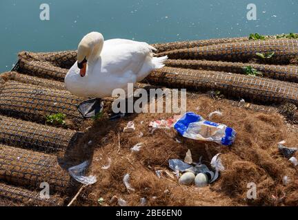 Weißer Mute-Schwan brütet zwei Eier in einem Nest, das von Plastikmüll verschmutzt wird, der von Menschen im Wasser abgestellt wird. Stockfoto