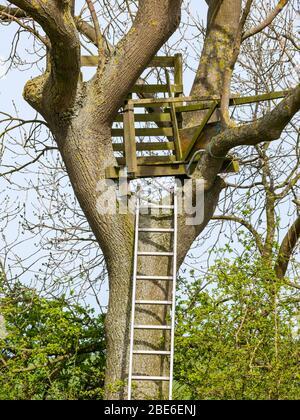 Behelfsmäßiges Baumhaus mit hoher Leiter im Frühling Sonnenschein, Schottland, Großbritannien Stockfoto