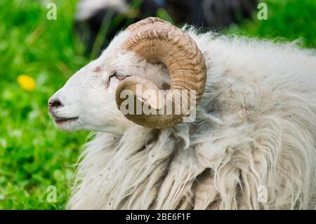 Weißer Widder auf einer grünen Wiese, Farbfoto Stockfoto