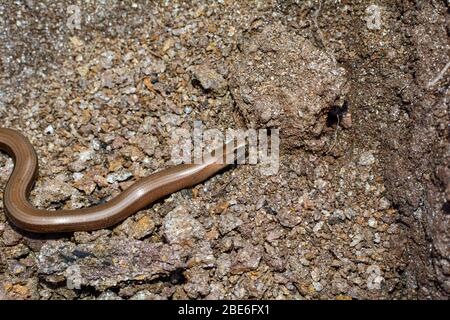 Teil eines braunen Blindwurms ( Anguis fragilis ) auf dem Boden Stockfoto